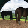 Plachtový přístřešek pro koně a skot, rozměr 6 x 6 m