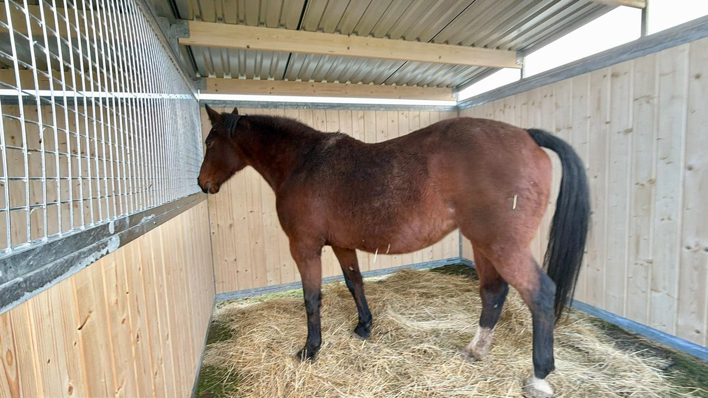 Holzunterstand für Pferde 3 x 6 m