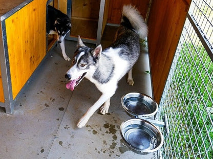 Futterspender für Hunde